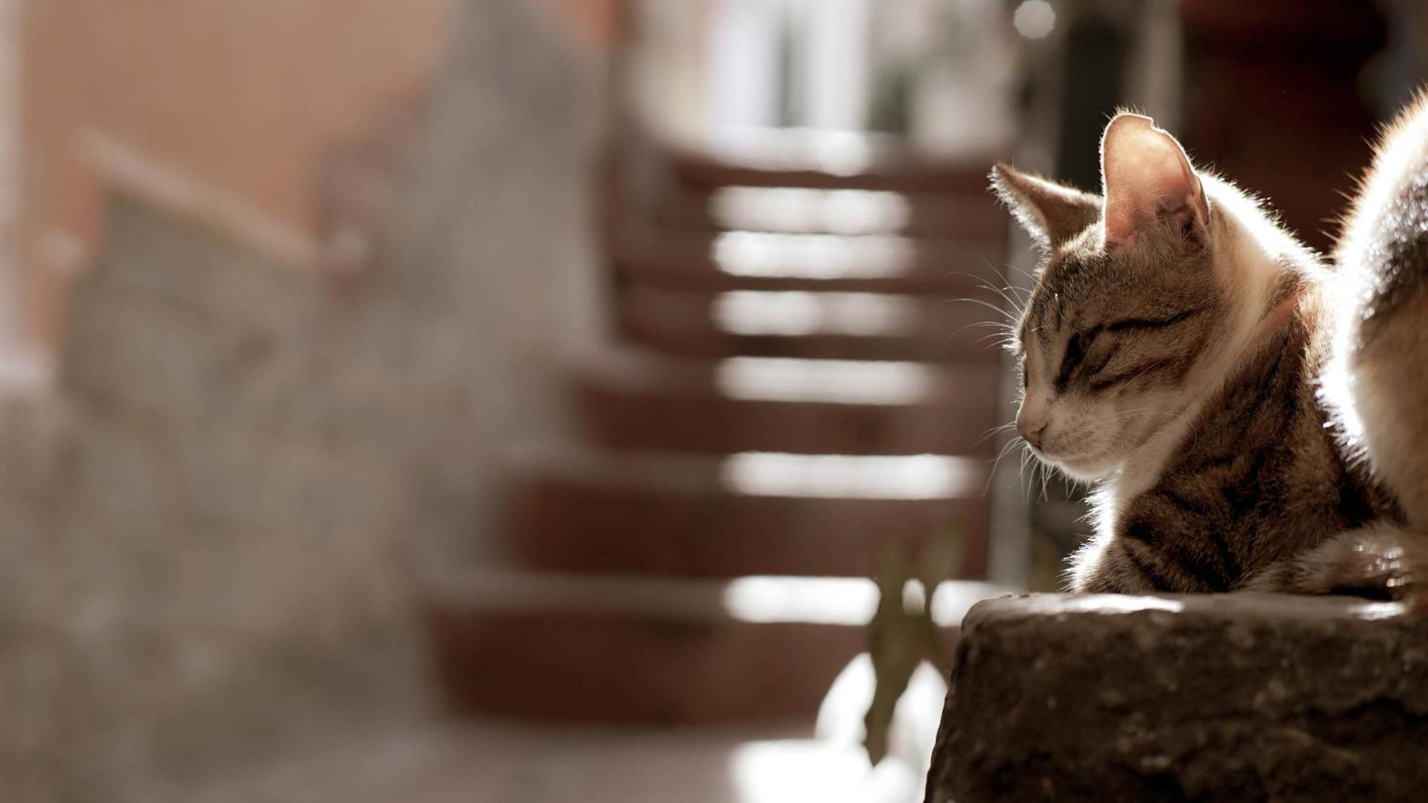 Appartamento Casa Nel Borgo Dei Gatti Cetara Esterno foto