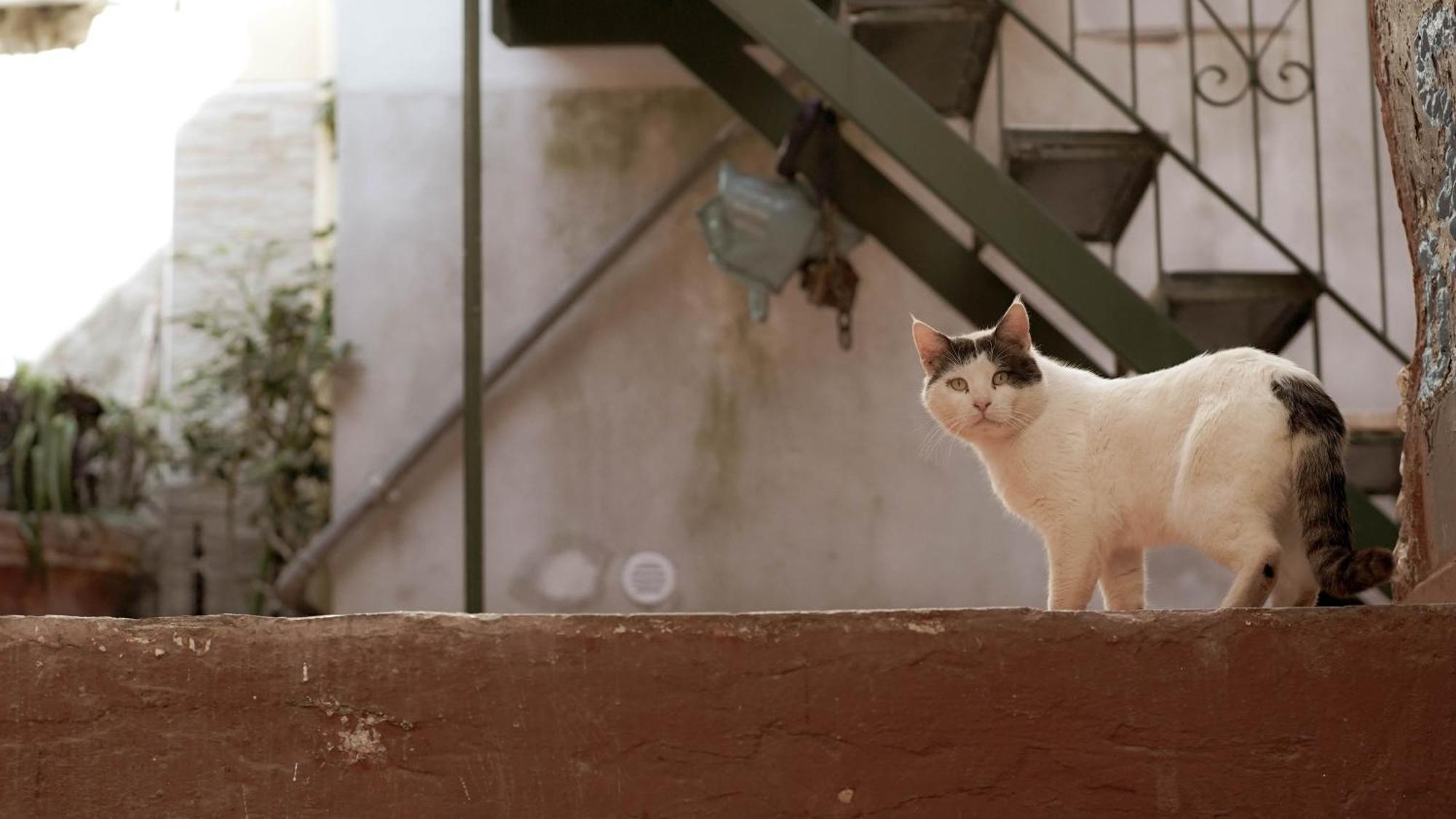 Appartamento Casa Nel Borgo Dei Gatti Cetara Esterno foto